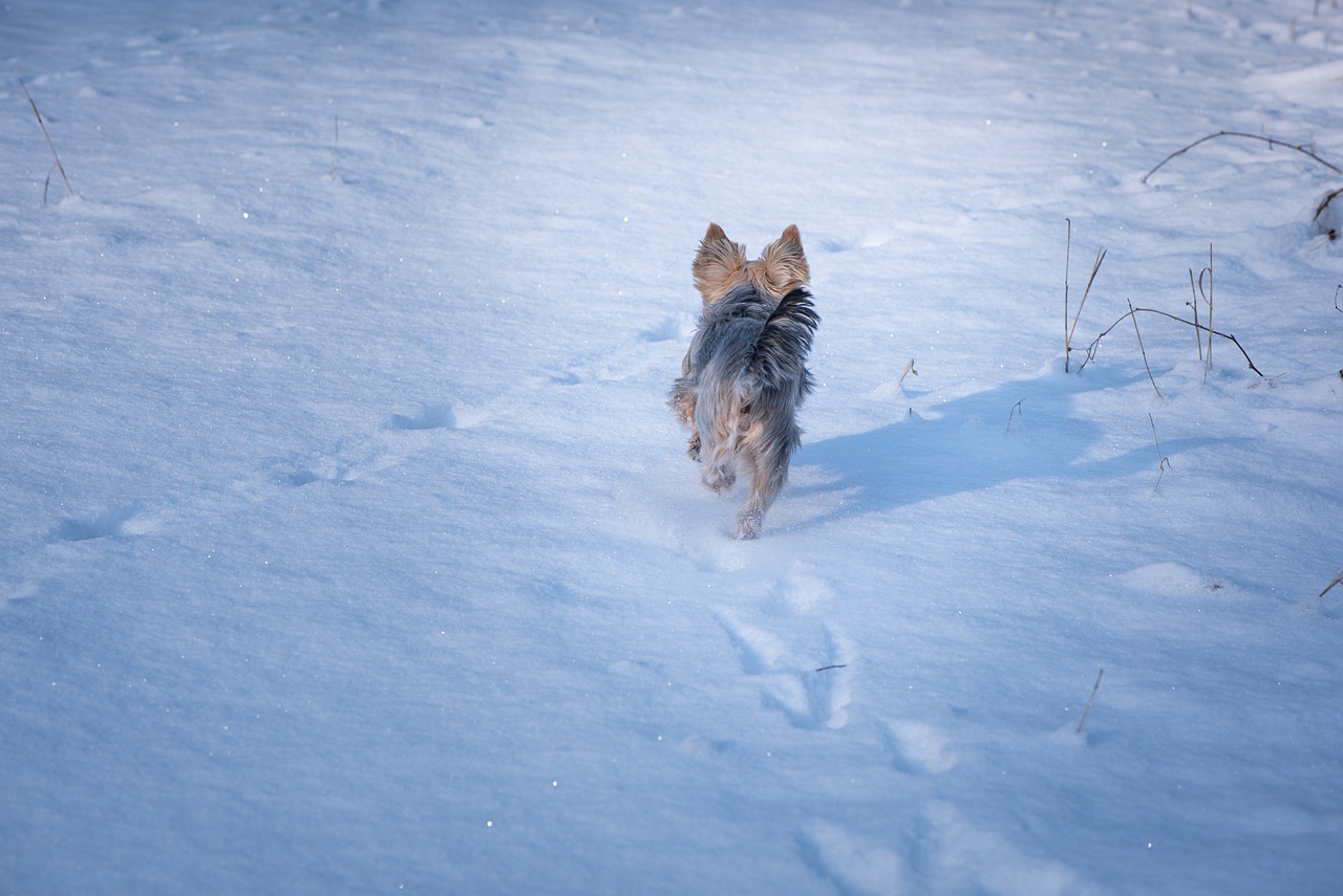 a small dog is running through the snow, a portrait, bauhaus, color photo, high res photo, windy day, ears