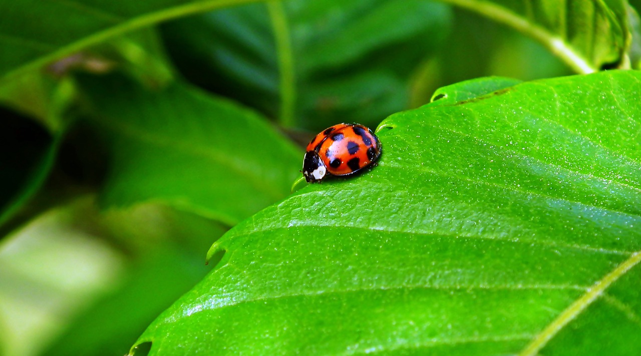 a lady bug sitting on top of a green leaf, by Jan Rustem, pixabay, renaissance, 🦩🪐🐞👩🏻🦳, miniature animal, spotted, avatar image