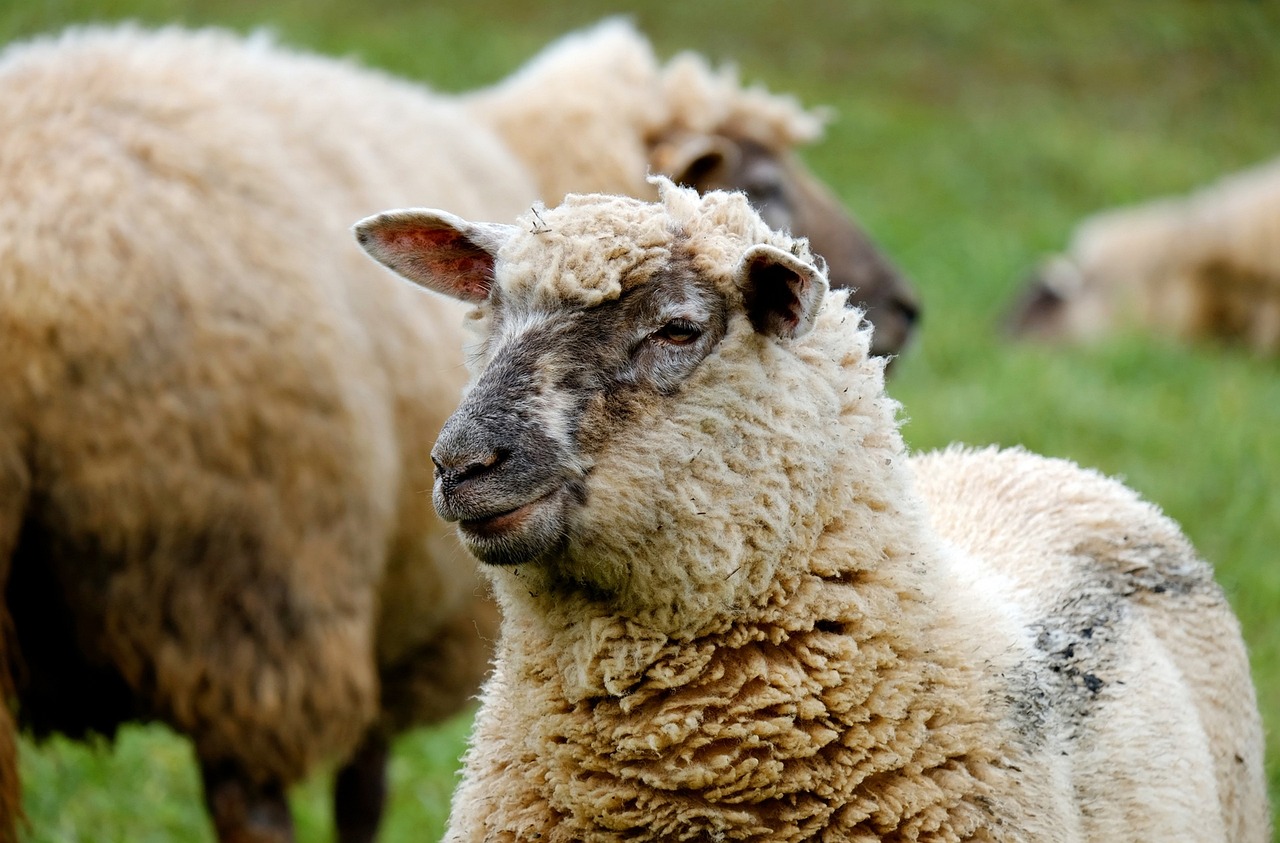 a herd of sheep standing on top of a lush green field, a portrait, pixabay, renaissance, long curly fur, an indifferent face, head macro, with a white muzzle