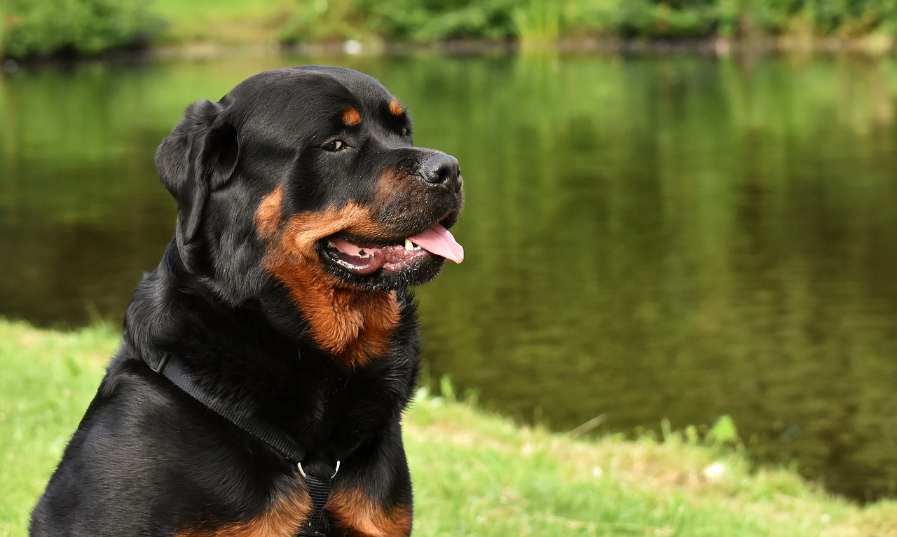 a black and brown dog sitting next to a body of water, renaissance, rottweiler firefighter, stunning quality, feature, cane