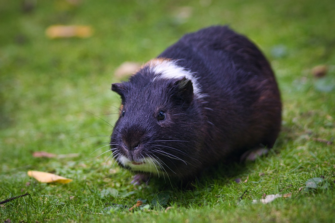 a black and white guinea sitting on top of a lush green field, a photo, wikipedia, yellow rat pig, dark rainbow colored fur, panning shot