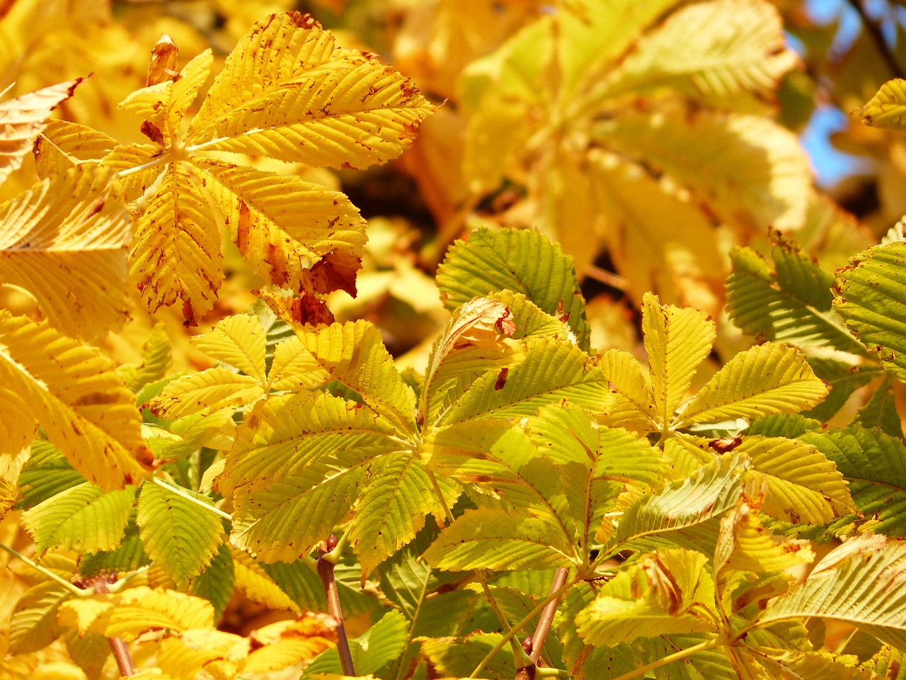 a close up of a bunch of leaves on a tree, a picture, by Armin Baumgarten, trending on pixabay, romanticism, colors: yellow, rose-brambles, a green gold forest in japan, full of colour 8-w 1024