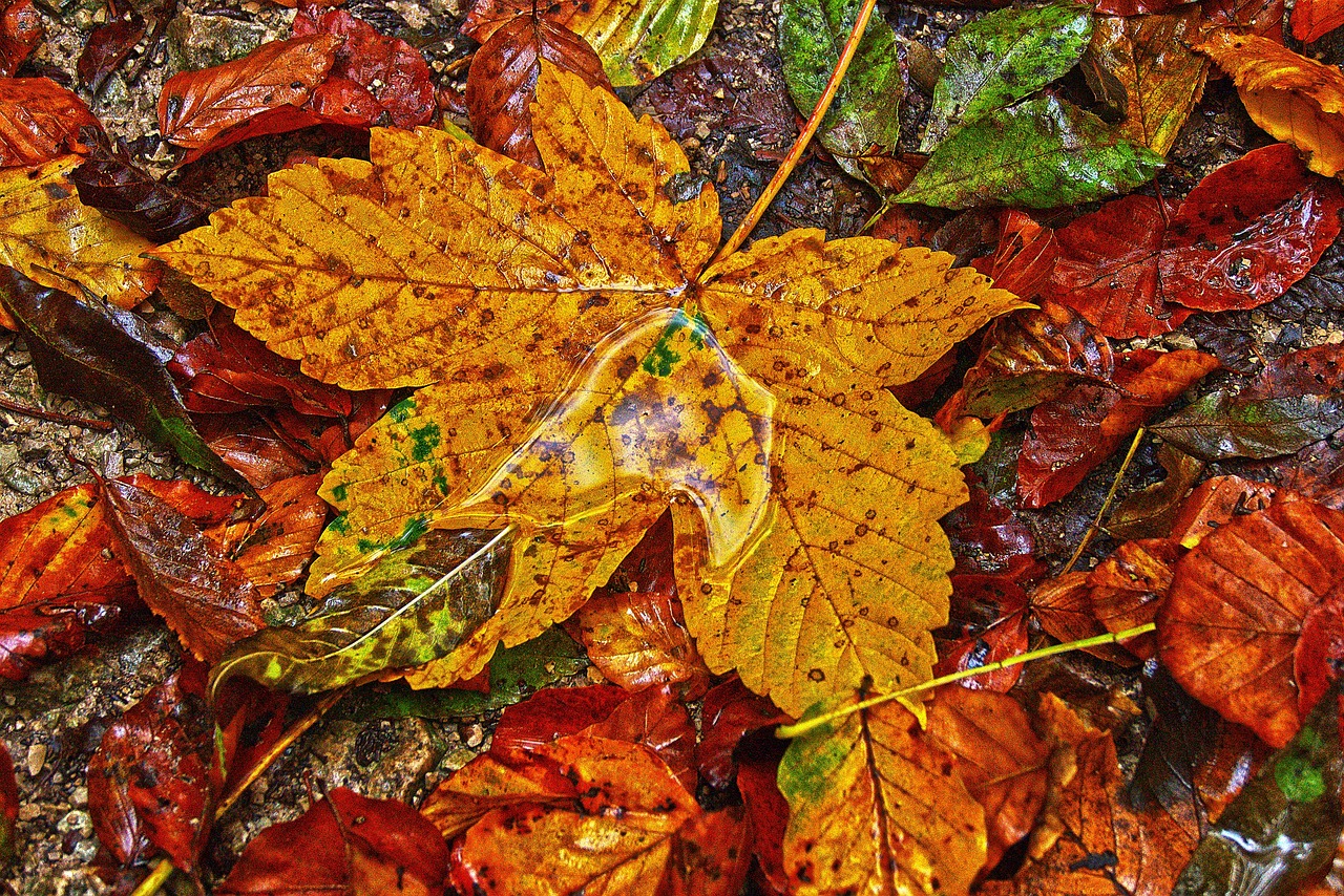 a close up of a leaf on the ground, a mosaic, by Jan Rustem, pixabay, art photography, intricate and wet oil paint, full of colour w 1024, canadian maple leaves, photorealism. trending on flickr