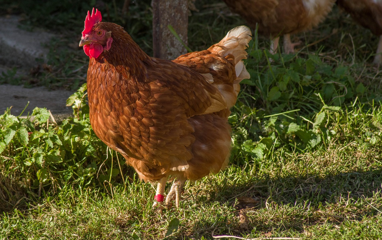 a couple of chickens standing on top of a grass covered field, a portrait, by Linda Sutton, shutterstock, shows a leg, reddish - brown, full subject shown in photo, in the sun