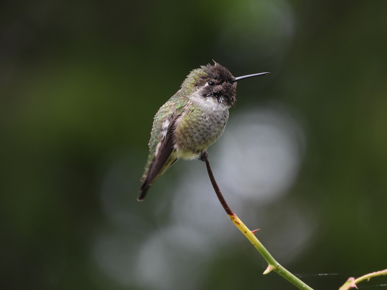 a small bird is perched on a twig, hummingbirds, soft but grumpy, high res photo