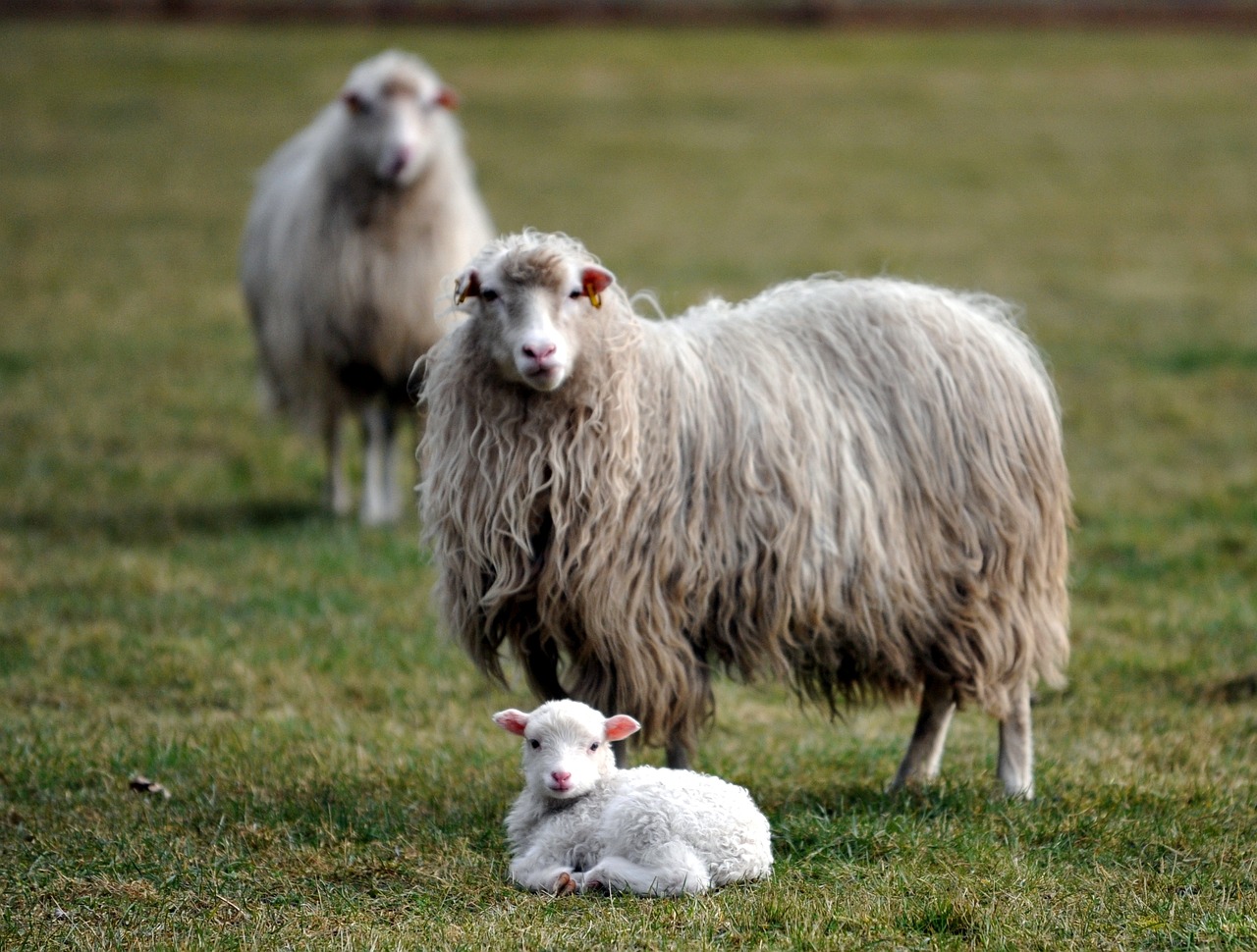 a couple of sheep standing on top of a lush green field, a portrait, by Josef Dande, pixabay, romanticism, motherly, afp, ap photo, lamb wearing a sweater