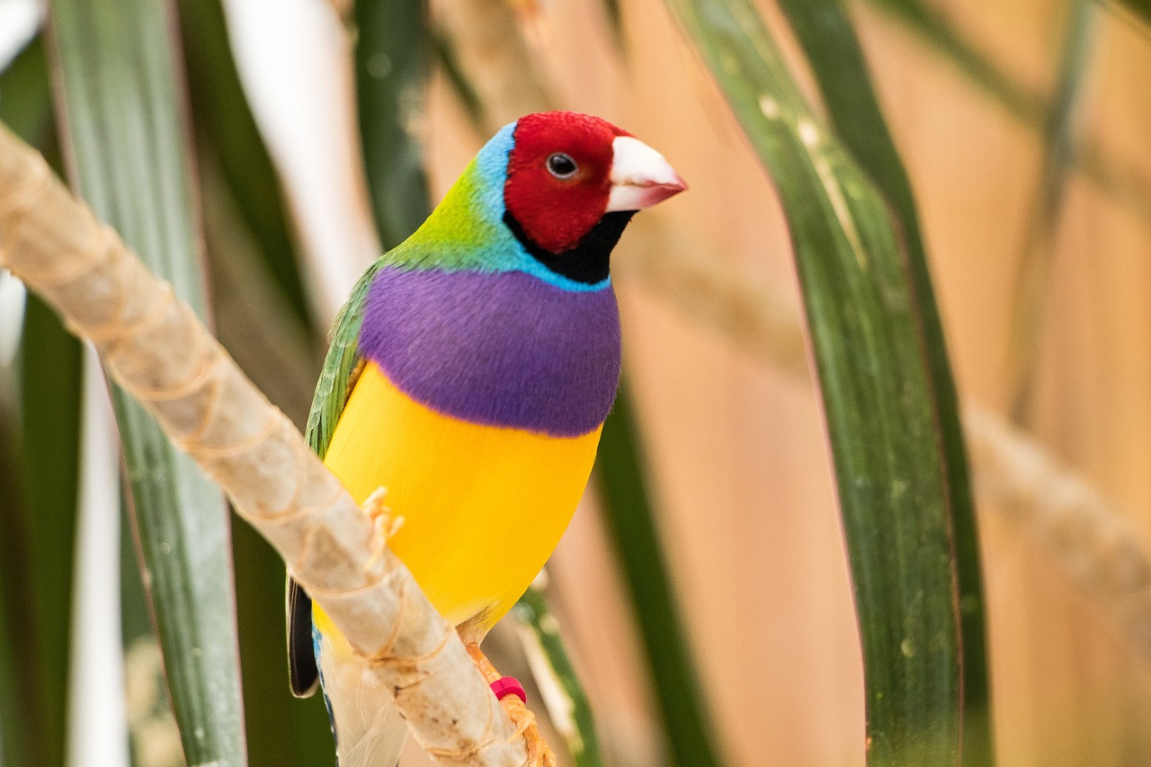 a colorful bird sitting on top of a tree branch, a portrait, trending on pexels, renaissance, okuda, colors of jamaica, david baldeon, cocky