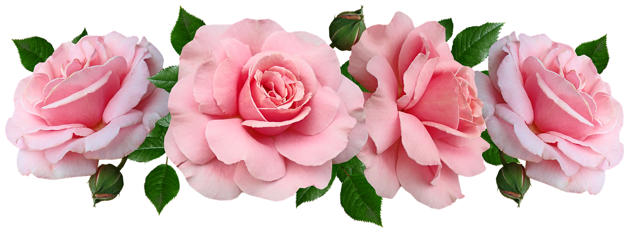 a group of pink roses with green leaves, a digital rendering, by Rhea Carmi, trending on pixabay, banner, twins, huge rose flower head, image split in half