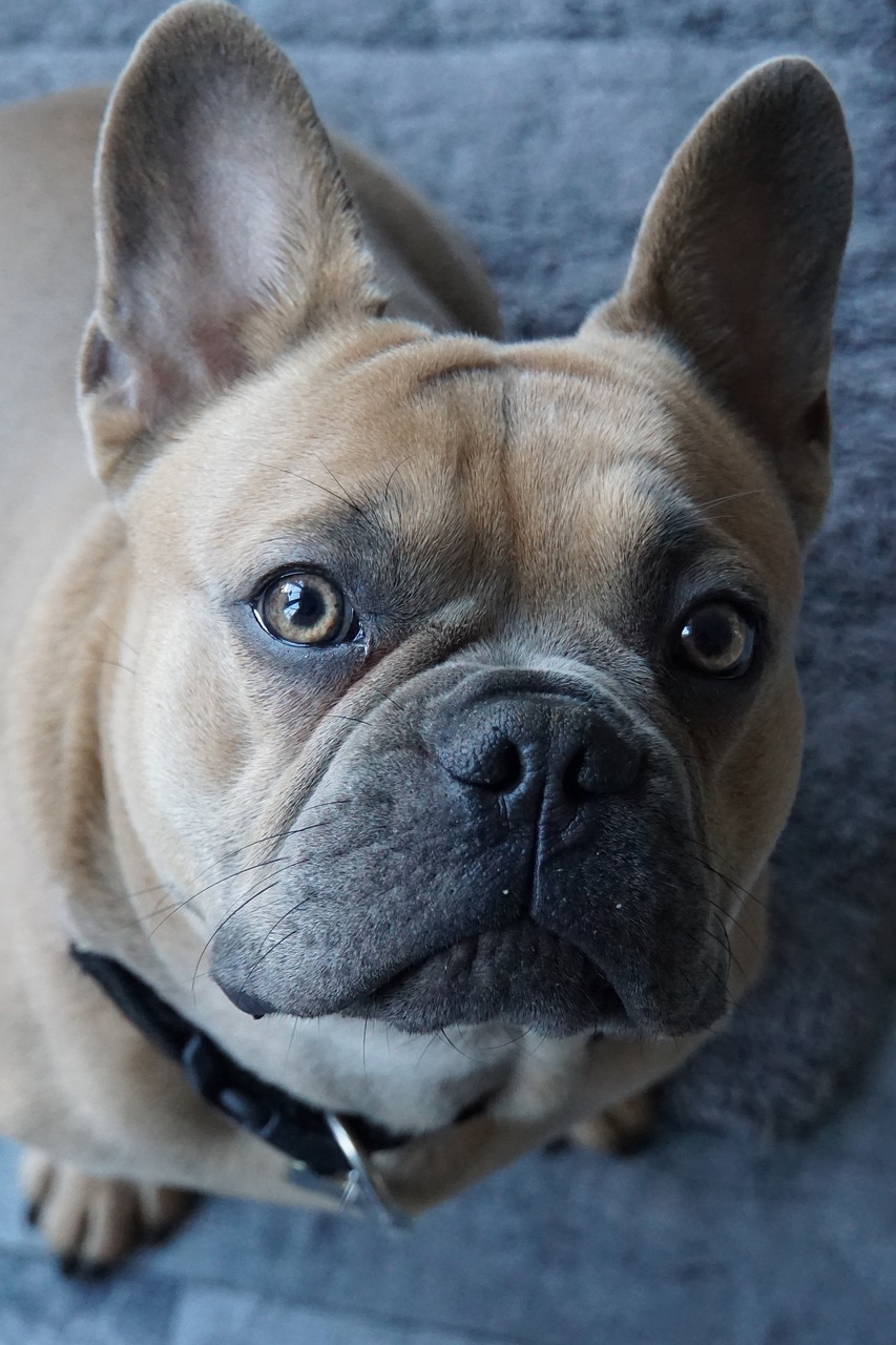 a dog that is looking up at the camera, by Emma Andijewska, french bulldog, closeup 4k, photo mid shot, smug appearance
