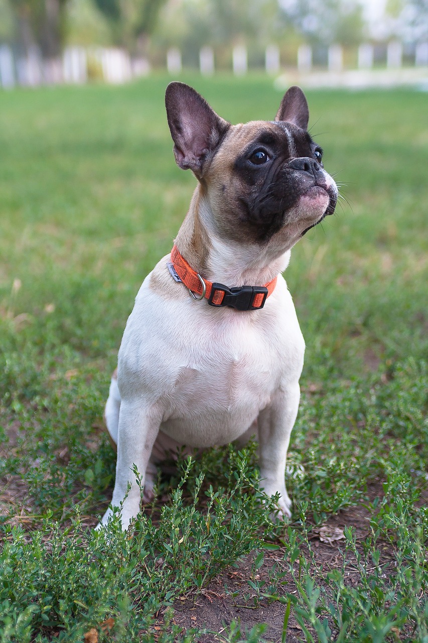 a dog that is sitting in the grass, a portrait, by Matt Cavotta, shutterstock, bauhaus, french bulldog, white and orange, collar and leash, warm summer nights