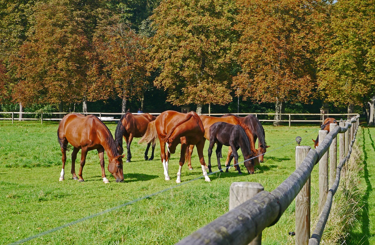 a herd of horses grazing on a lush green field, inspired by Sir Alfred Munnings, pixabay, in autumn, fence line, having a snack, lower saxony