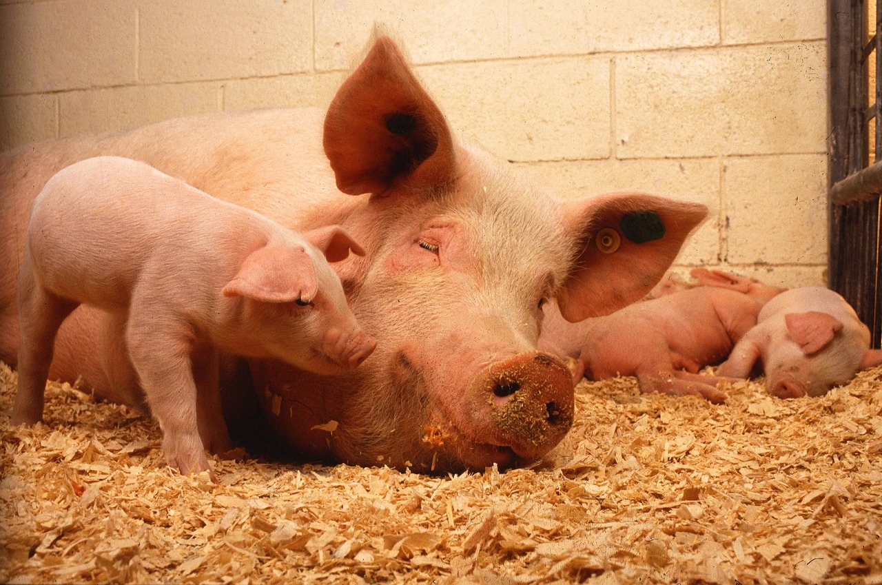 a group of pigs laying on top of a pile of hay, a photo, pixabay, dada, motherly, an eye, shiny skin”, ( ( illustration