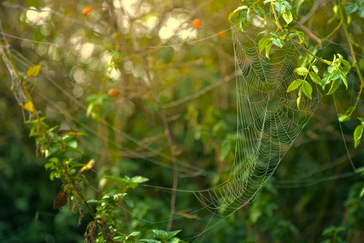 a close up of a spider web in a tree, a portrait, shutterstock, net art, in a gentle green dawn light, “berries, in jungle forest, early morning sunrise