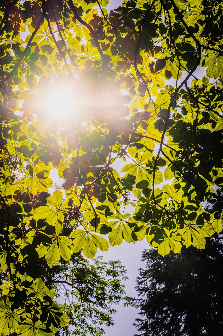 the sun shines through the leaves of a tree, by Erwin Bowien, fig leaves, low angle dimetric composition, clematis like stars in the sky, vibrant greenery outside