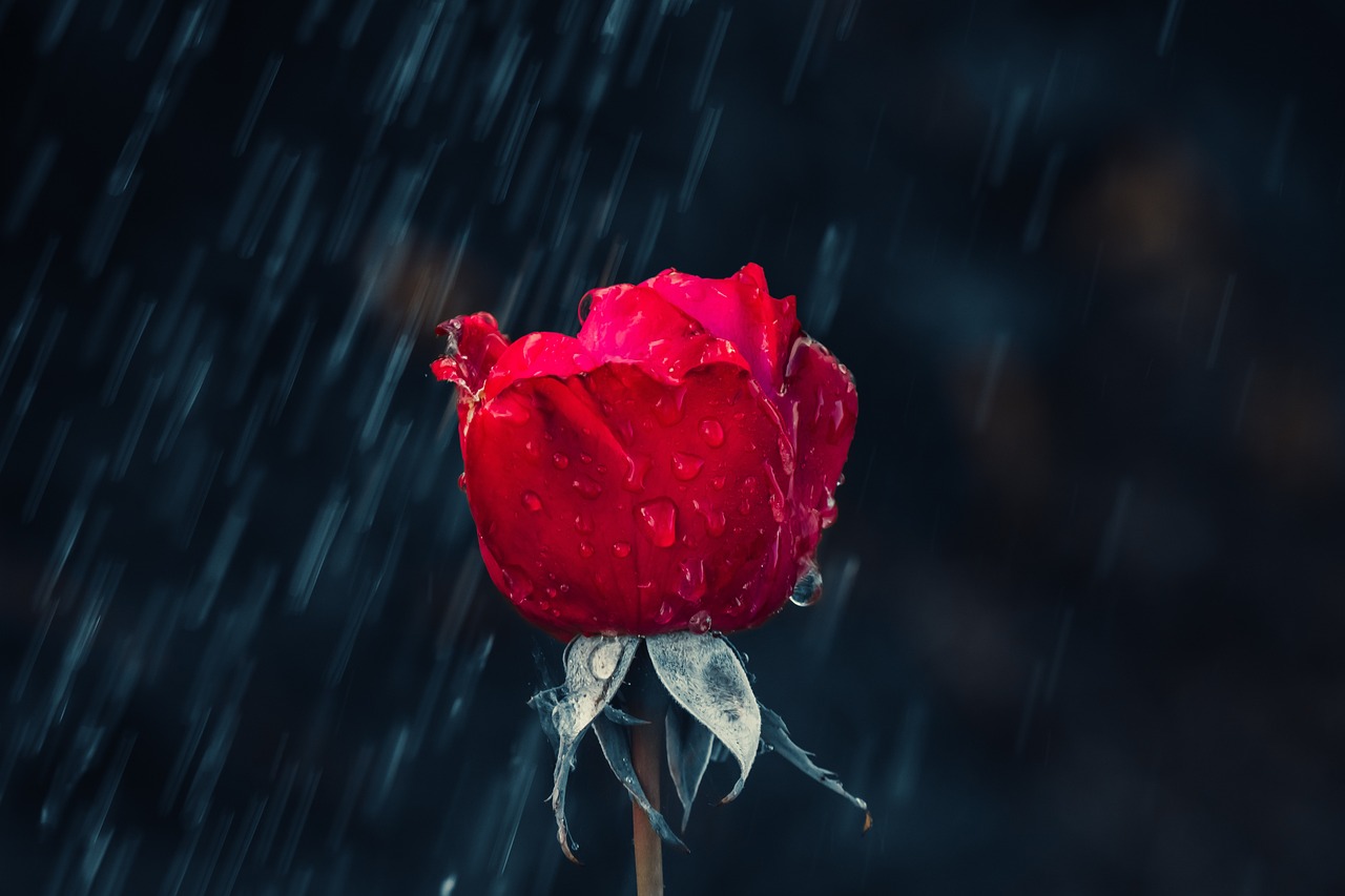 a single red rose in the rain, a picture, by Reuben Tam, romanticism, 4k uhd wallpaper, when kindness falls like rain, beautiful flower, intricately defined