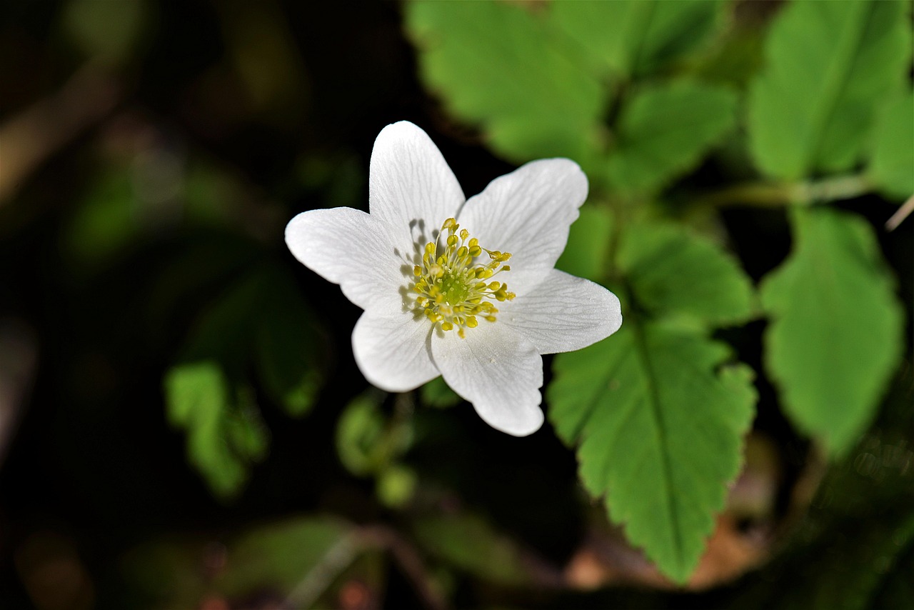 a close up of a white flower with green leaves, by Robert Brackman, pixabay, hurufiyya, anemones, forest floor, above side view, reddish