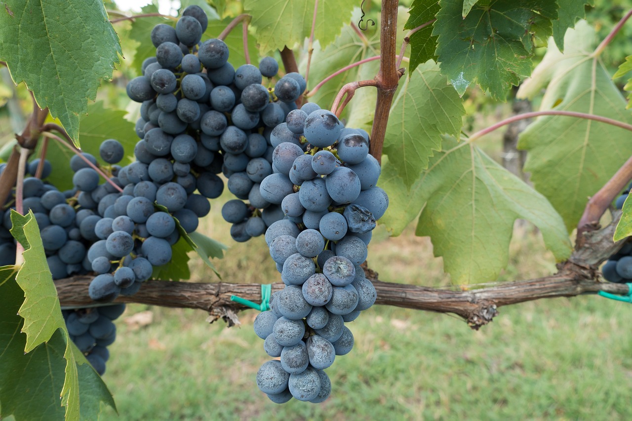 a bunch of grapes hanging from a vine, by Bernard D’Andrea, flickr, vines and blue foliage, alabama, cinnabar, profile pic