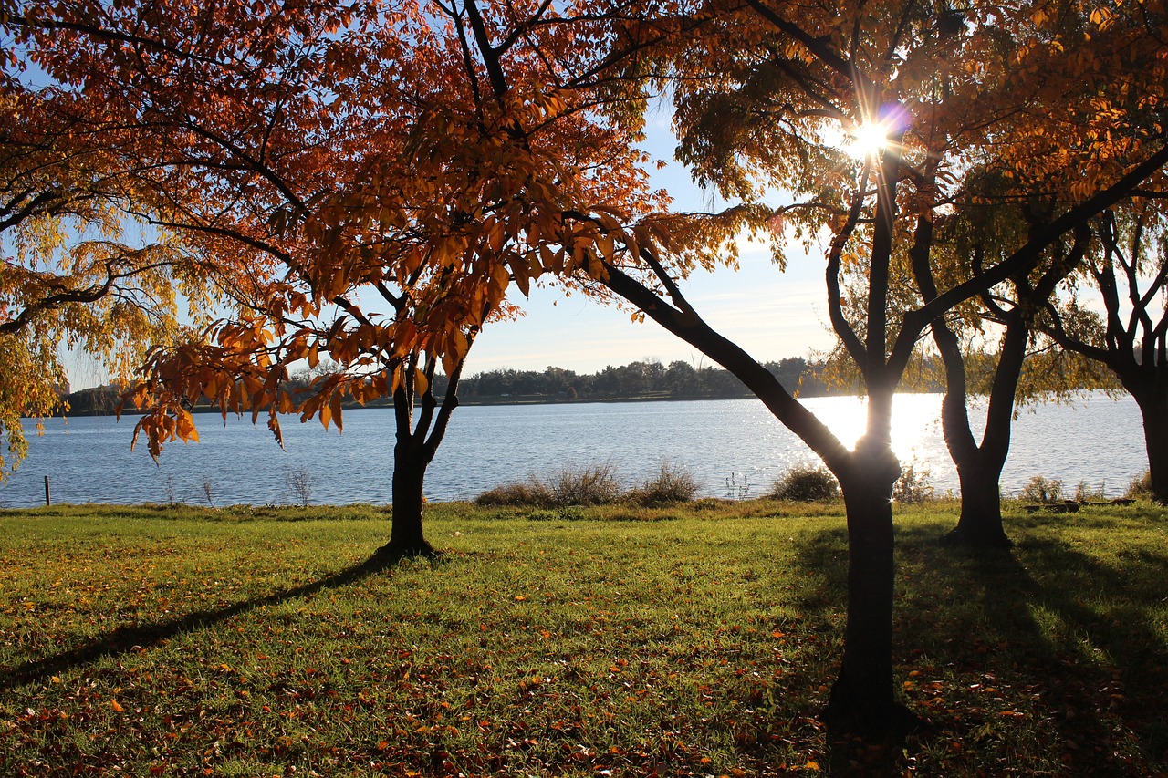 a group of trees sitting next to a body of water, flickr, beautiful raking sunlight, grassy autumn park outdoor, washington dc, seasons!! : 🌸 ☀ 🍂 ❄