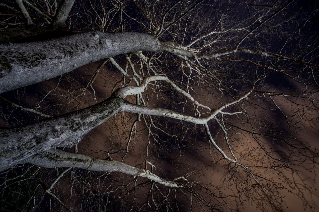 a couple of trees that are next to each other, a portrait, inspired by Franz Sedlacek, flickr contest winner, nighttime!, overhanging branches, middle close up composition, benjamin vnuk