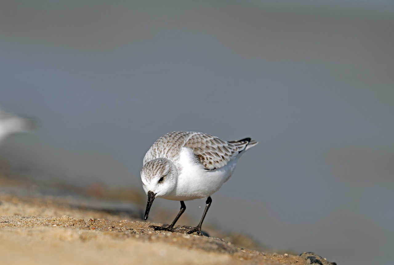 a couple of birds standing on top of a sandy beach, by Robert Brackman, hurufiyya, beautiful female white, side view close up of a gaunt, at the waterside, portlet photo