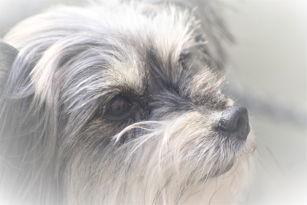 a close up of a dog's face with a blurry background, a pastel, by Eugeniusz Zak, pixabay contest winner, havanese dog, grey mist, high key detailed, sun light