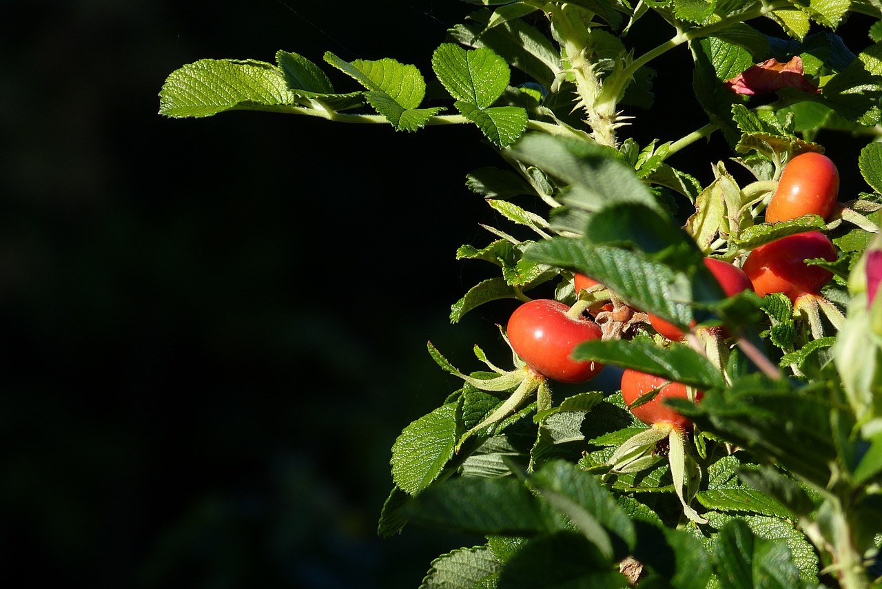 a close up of some fruit on a tree, by Dietmar Damerau, pixabay, romanticism, forest gump tomato body, shaded, wild foliage, rose