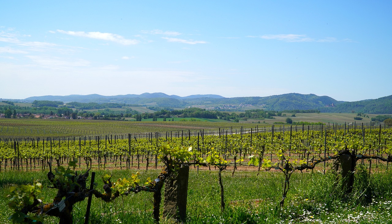 a view of a vineyard with mountains in the background, by Karl Völker, flickr, renaissance, visible from afar!!, cloicsonne, springtime, slightly sunny weather