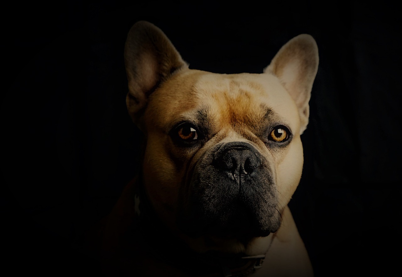 a close up of a dog on a black background, a portrait, pexels, digital art, french bulldog, fierce expression 4k, shot at dark with studio lights, amber