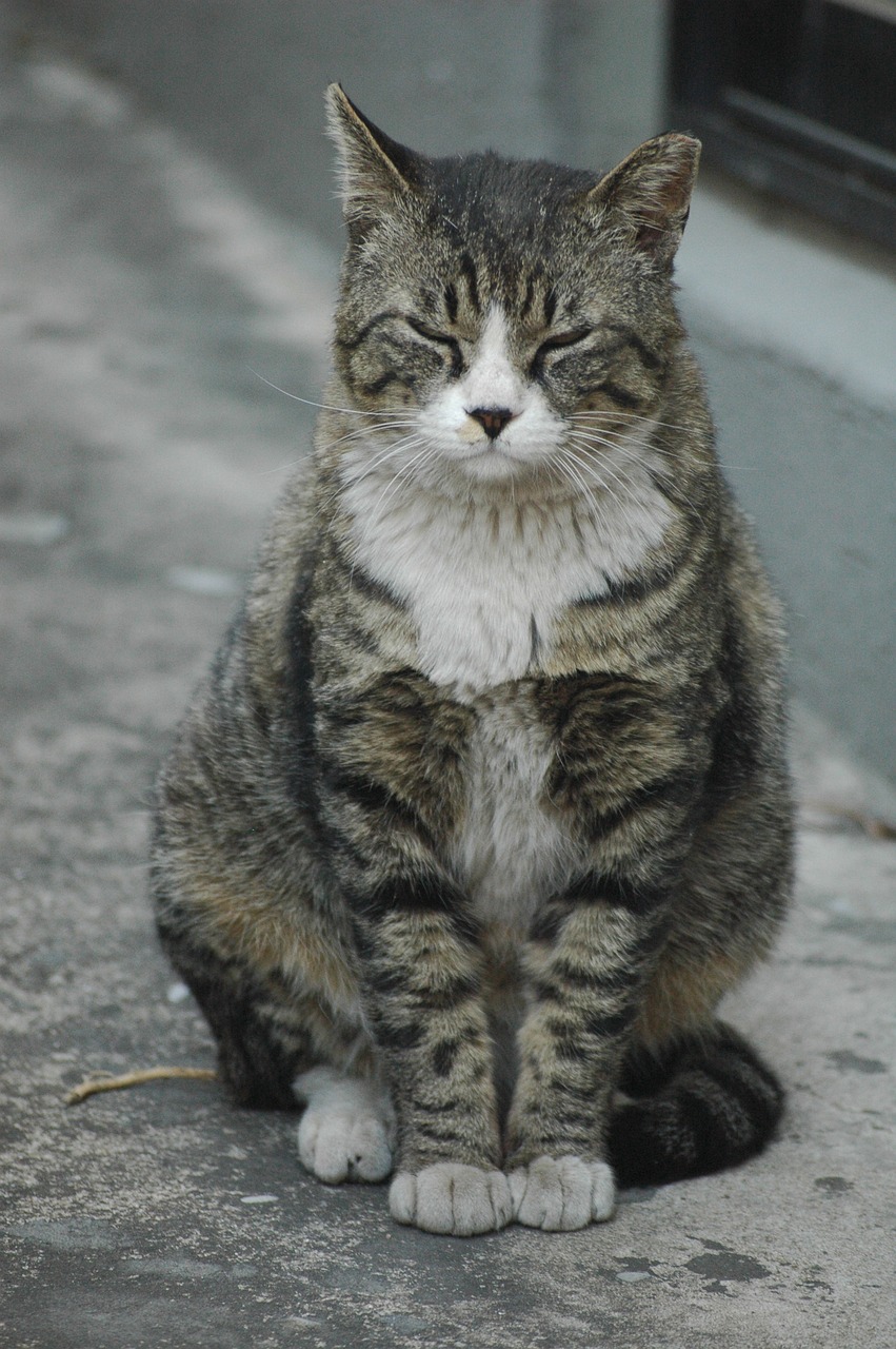 a close up of a cat sitting on a sidewalk, a portrait, flickr, sōsaku hanga, standing triumphant and proud, very symmetrical body, unhappy, padmasana