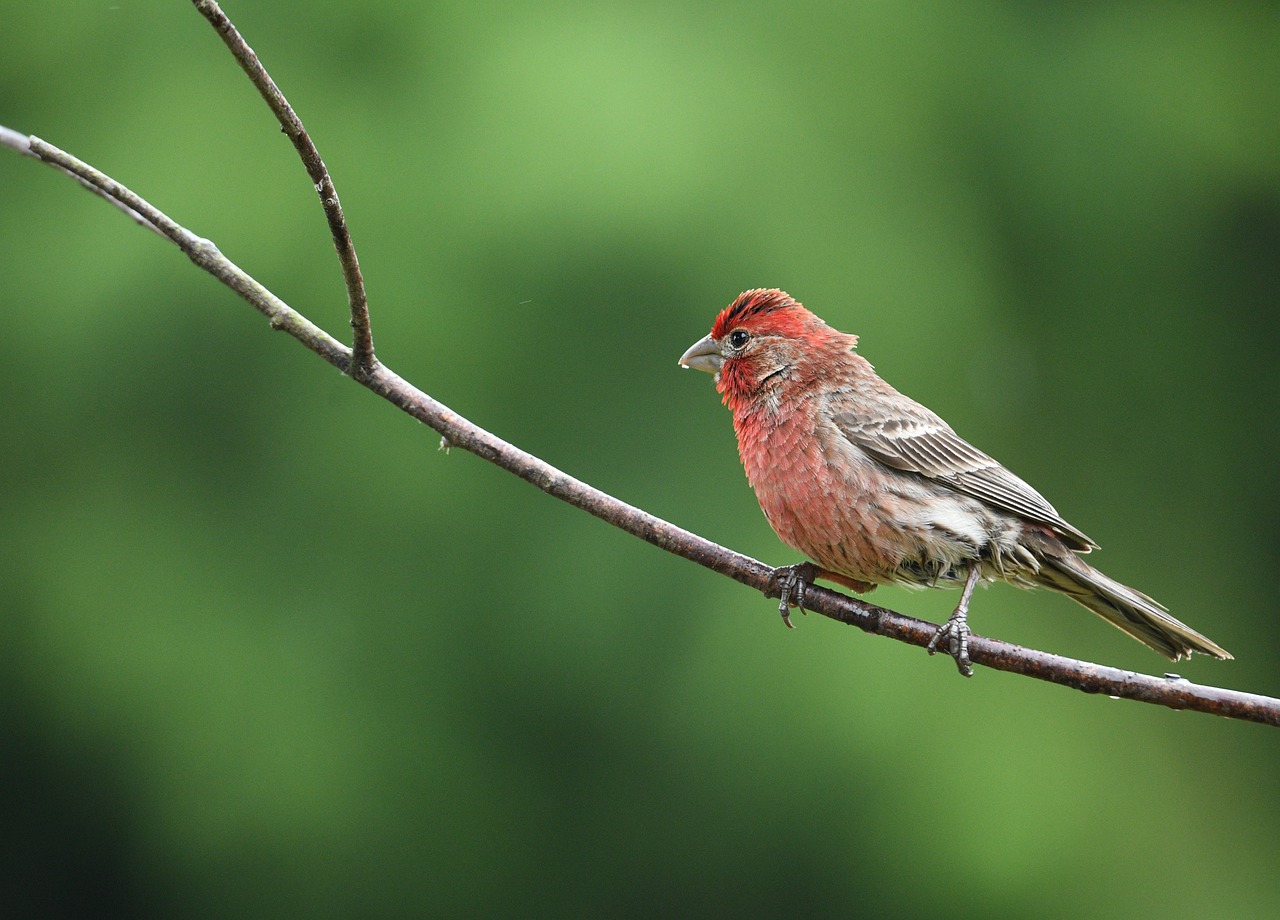 a small bird sitting on top of a tree branch, a portrait, by Neil Blevins, red beard, summer morning, goatee, one is red