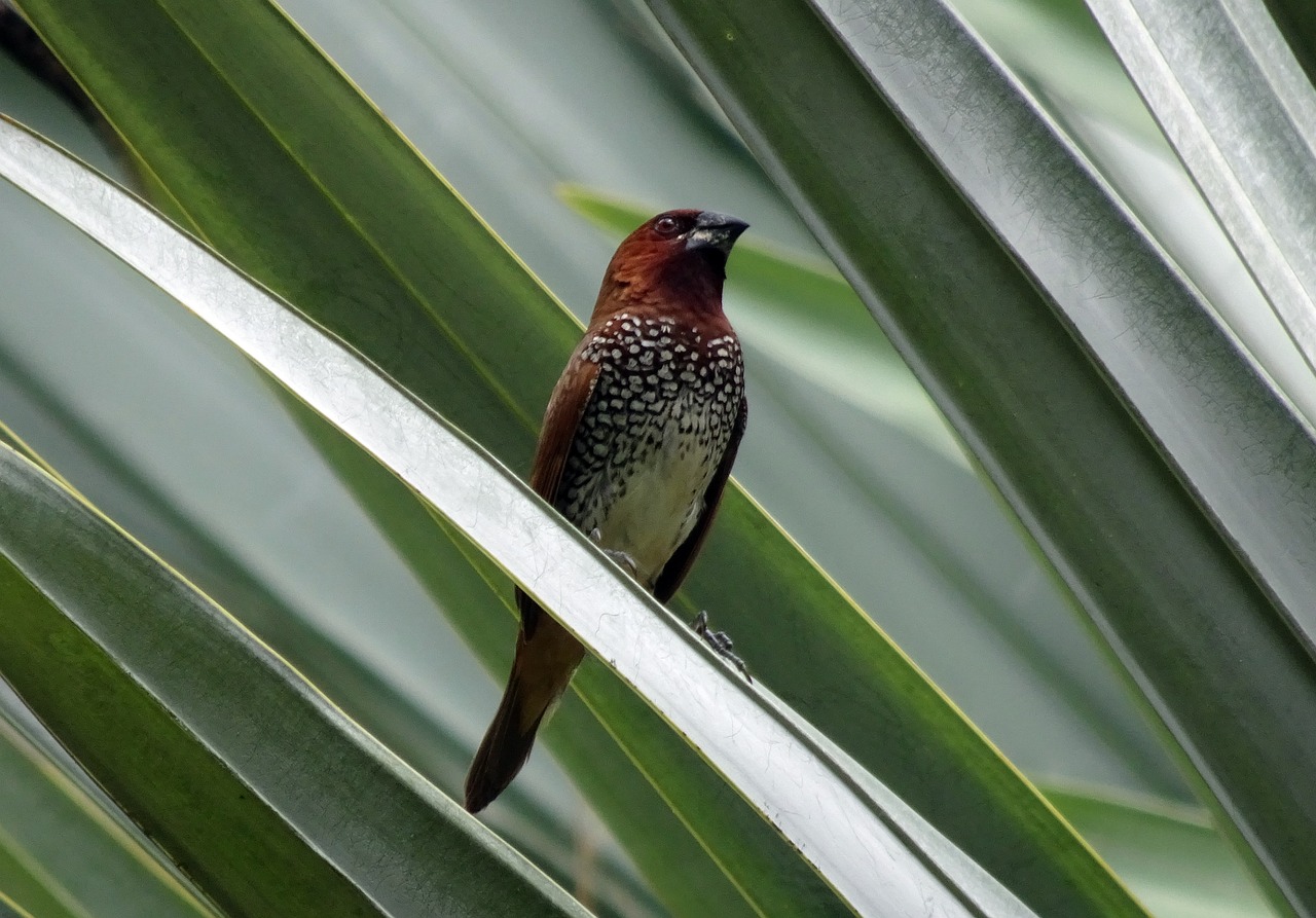 a brown and black bird sitting on top of a leaf, by Robert Brackman, flickr, hurufiyya, palm, speckled, sasai ukon masanao, reddish - brown