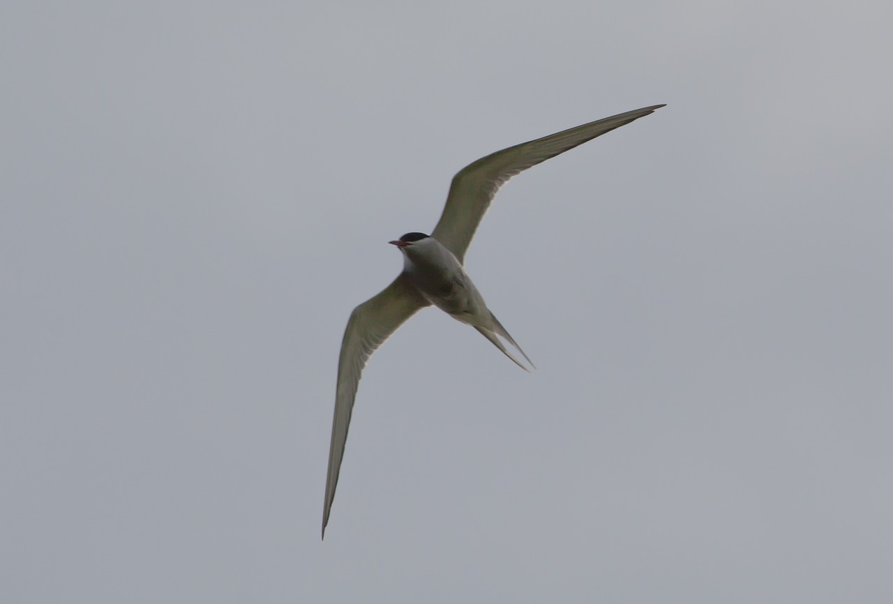 a bird that is flying in the sky, arabesque, white neck visible, sharp spines, low ceiling, dressed a long white