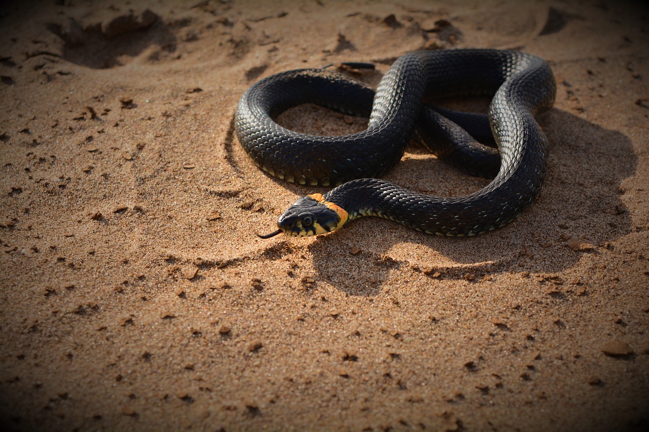 a black snake laying on top of a sandy ground, pexels contest winner, cobra, blue gold and black, photorealistic ”, 🦩🪐🐞👩🏻🦳, jodorwoski's dune