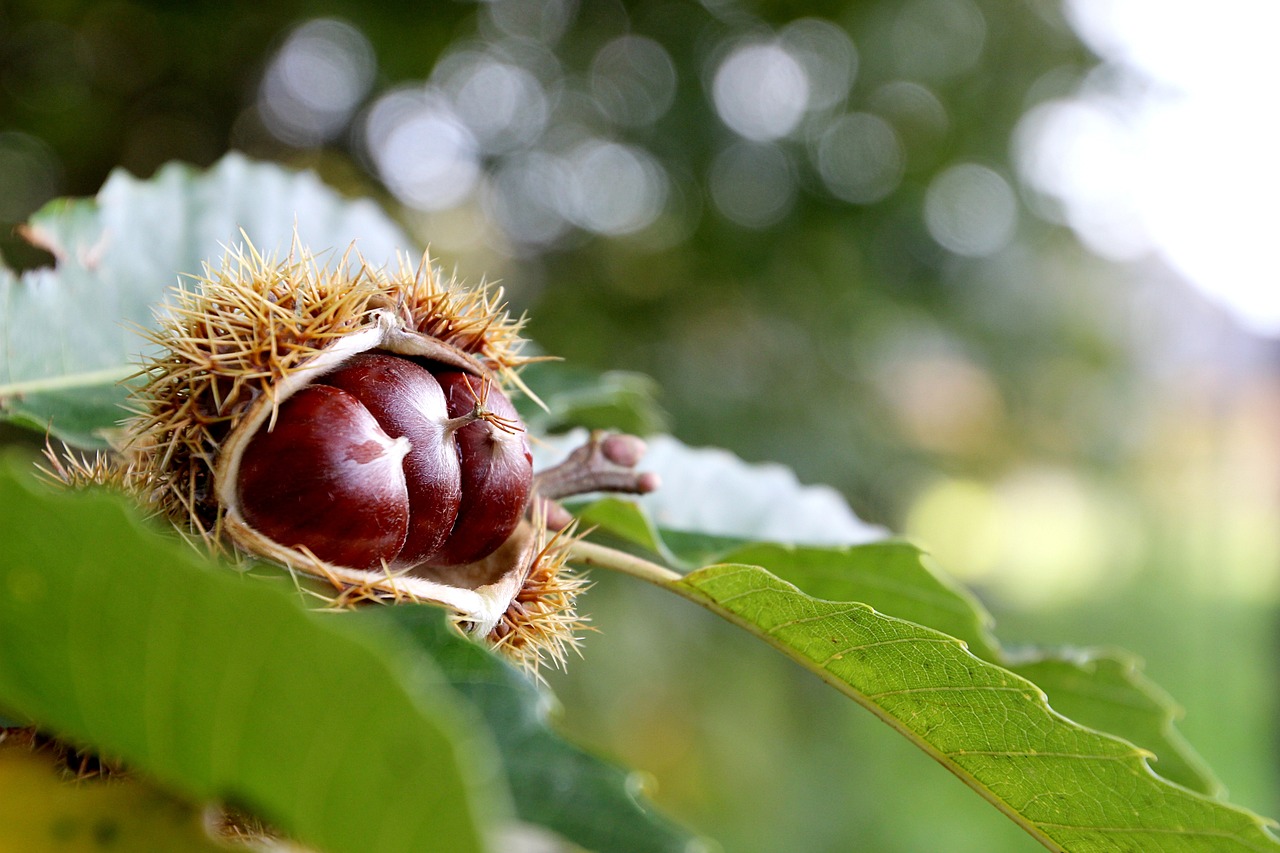 a close up of a fruit on a tree, a portrait, by Jan Rustem, pexels, hurufiyya, chestnut hair, at full stride, hibernation capsule close-up, centre image