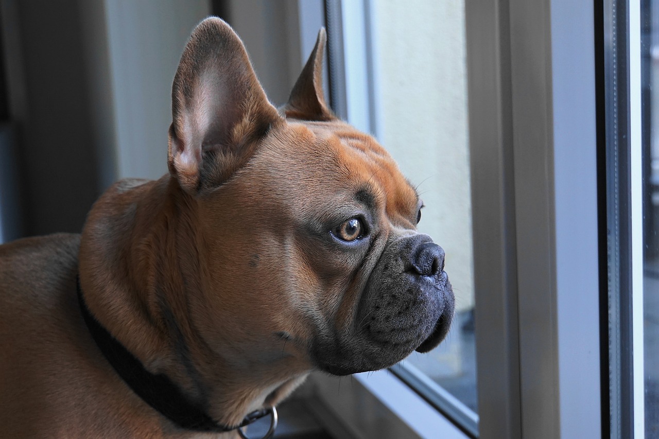 a close up of a dog looking out a window, shutterstock, boxer, french bulldog, stained”