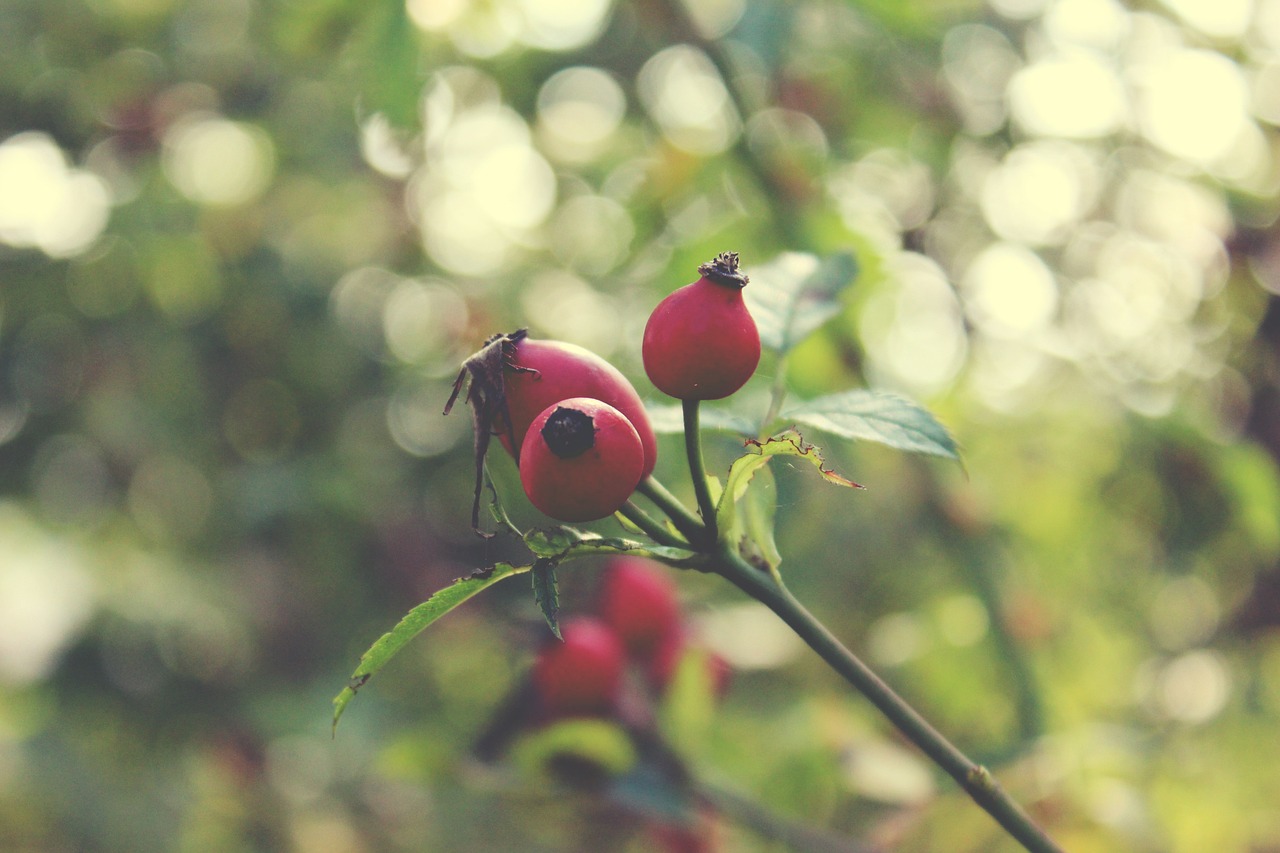 a bunch of red berries sitting on top of a tree, a photo, romanticism, melanchonic rose soft light, shy beetles, retro effect, hips