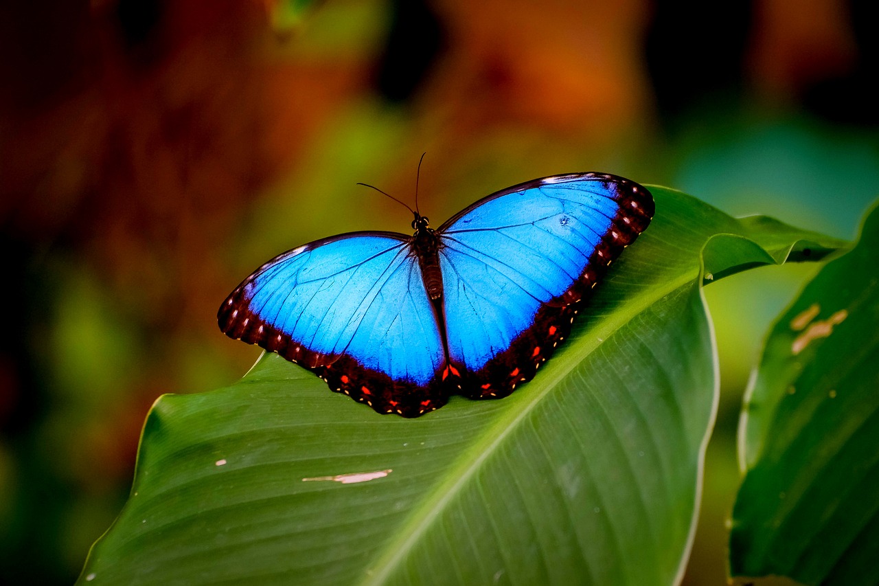 a blue butterfly sitting on top of a green leaf, by Robert Jacobsen, flickr, hurufiyya, beautiful avatar pictures, bioluminiscent, watch photo