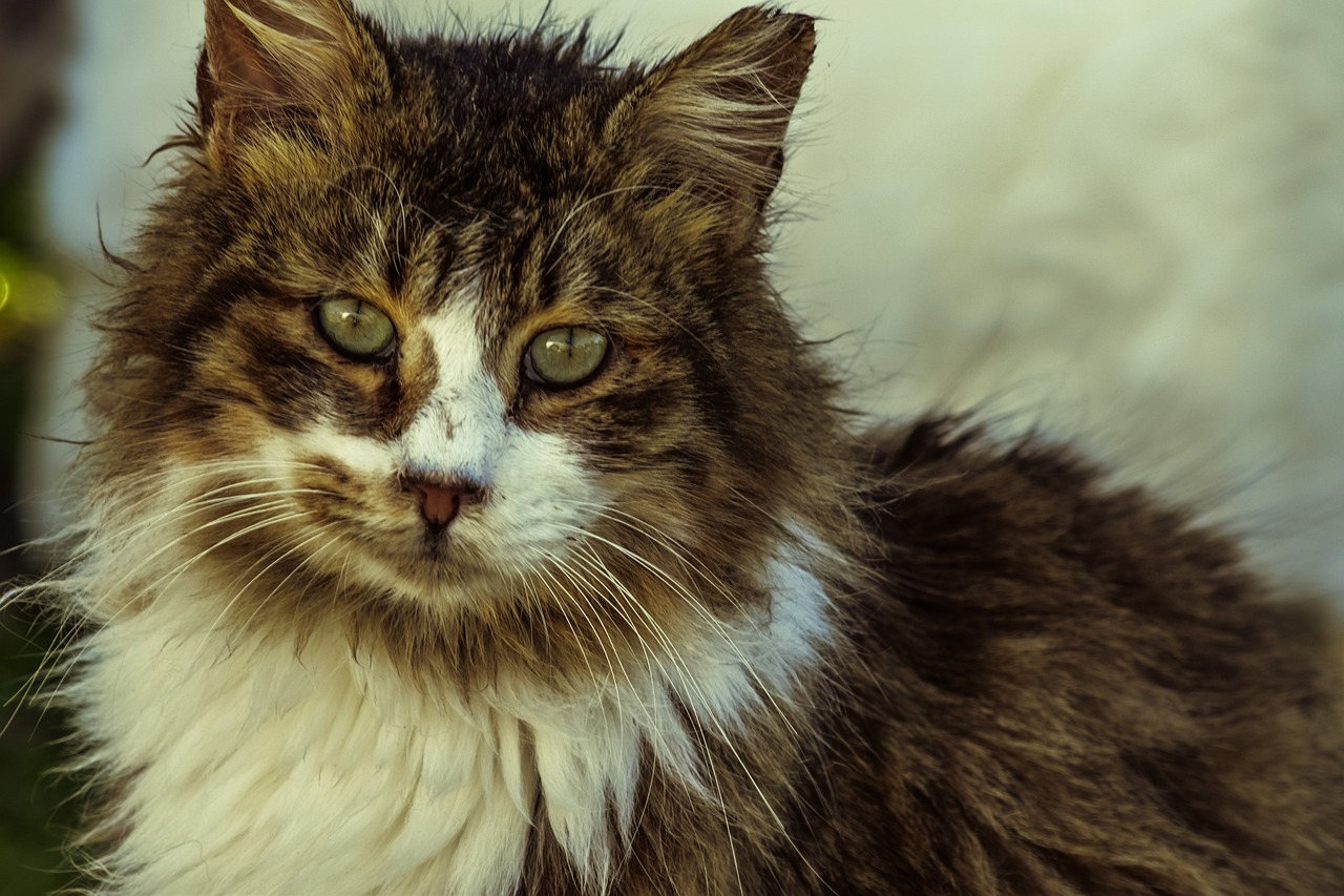 a close up of a cat with green eyes, a portrait, pixabay, matted brown fur, with white fluffy fur, very old, wallpaper - 1 0 2 4