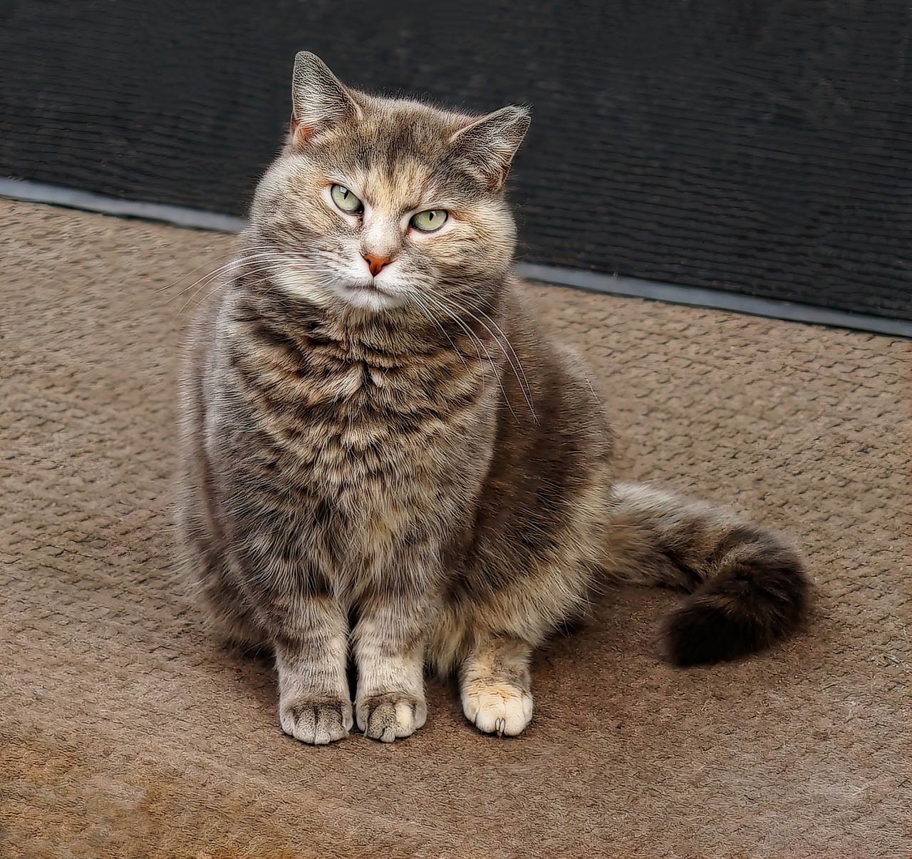 a cat sitting on the floor looking at the camera, a portrait, by Terese Nielsen, flickr, moist brown carpet, fat cat, high res photo, on sidewalk