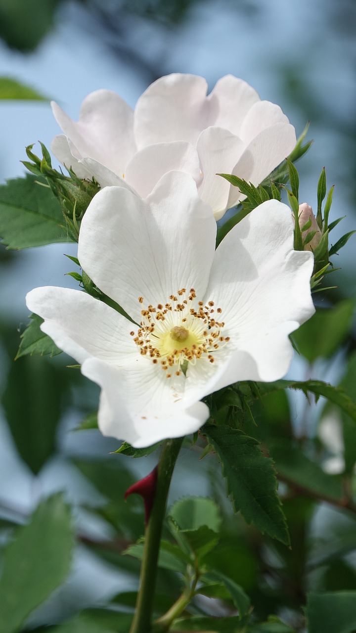 a close up of a white flower with green leaves, inspired by Barbara Nasmyth, flickr, rose-brambles, beautiful flower, manuka, paul barson