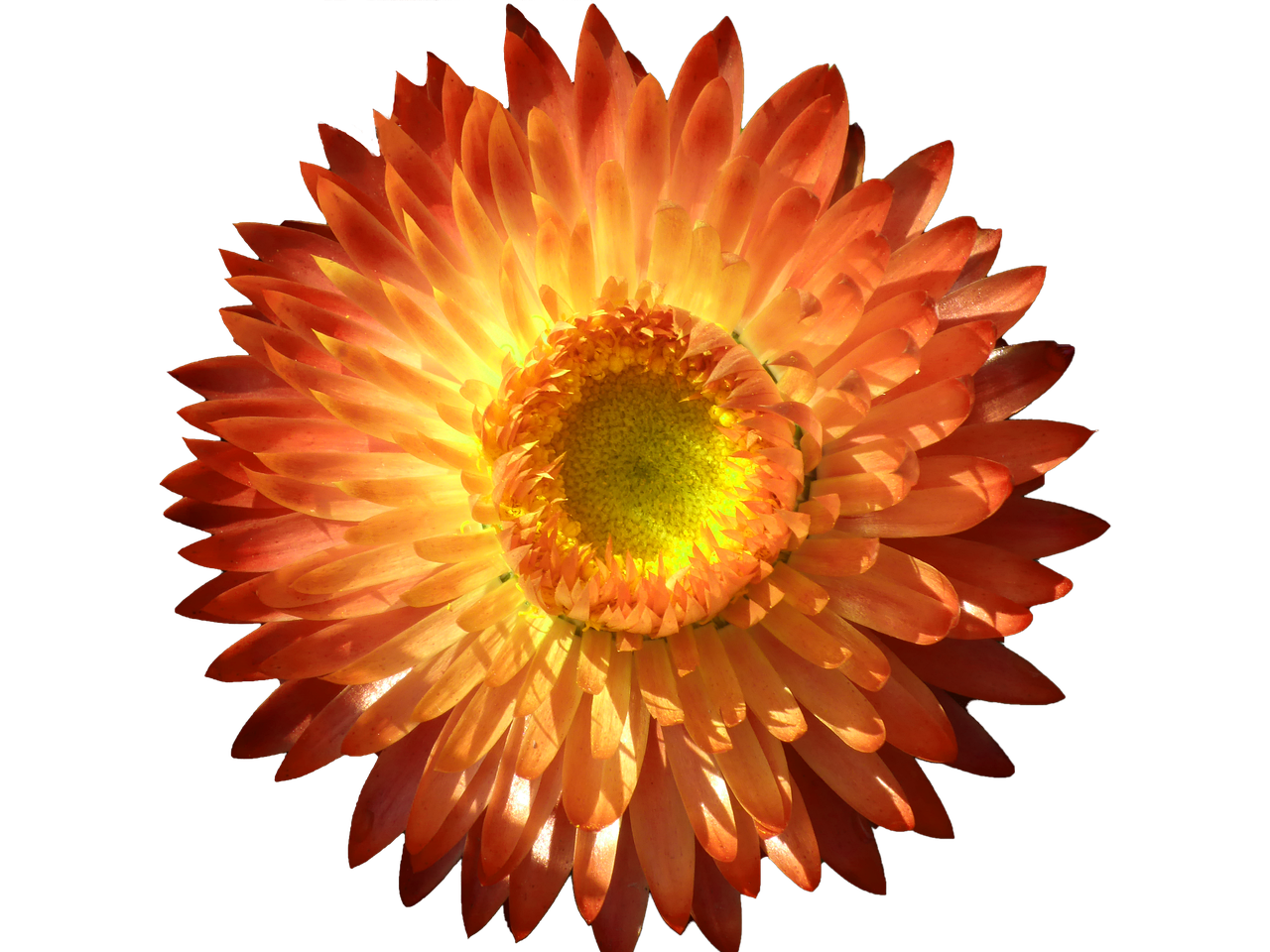 a close up of a flower on a black background, by Jan Rustem, flickr, orange halo, ray traced sun light, ari aster, orange head