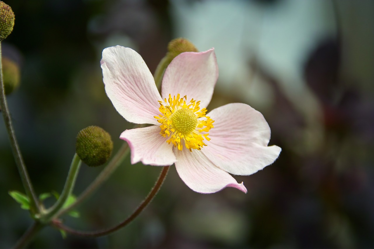a close up of a flower with a blurry background, romanticism, anemones, half - length photo, accurate detail, in muted colours