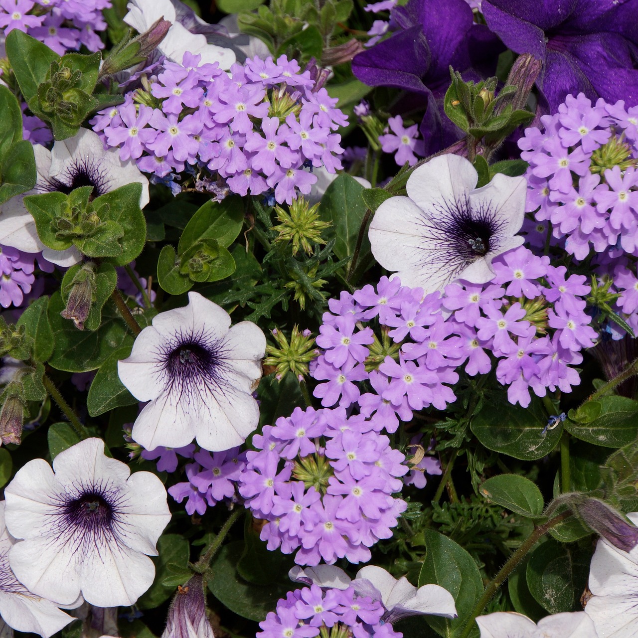 a close up of a bunch of purple and white flowers, by Alexander Brook, blue and purple plants, light purple mist, arabella mistsplitter, vine and plants and flowers