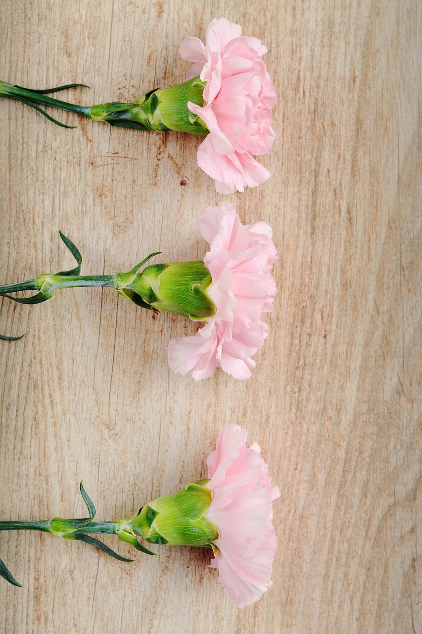 three pink carnations on a wooden surface, a stock photo, romanticism, high quality product photo, close - up photo, seams, in a row