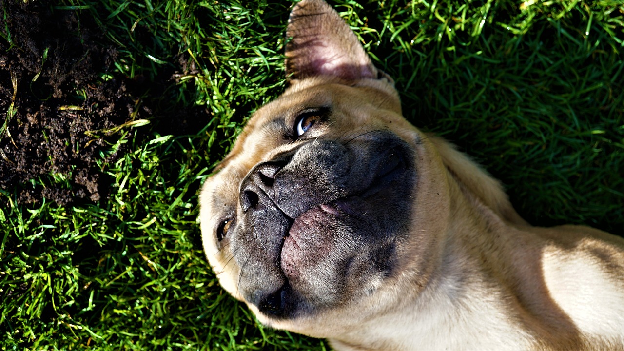 a dog that is laying down in the grass, by Jan Rustem, flickr, face looking skyward, having fun in the sun, french bulldog, close - up face portrait from up