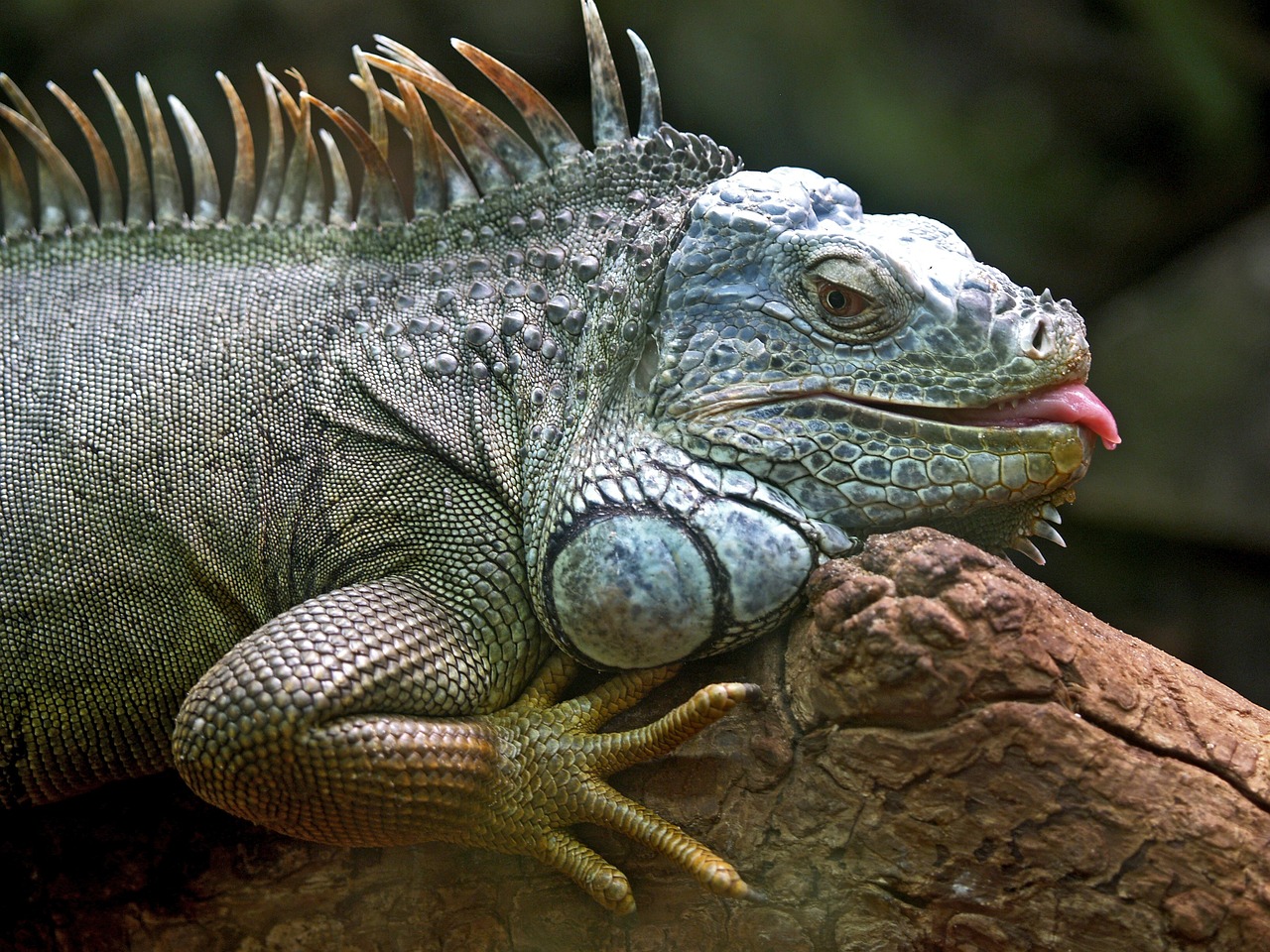 a close up of a lizard on a rock, by Robert Brackman, sumatraism, iguana, drooling, version 3, pet animal