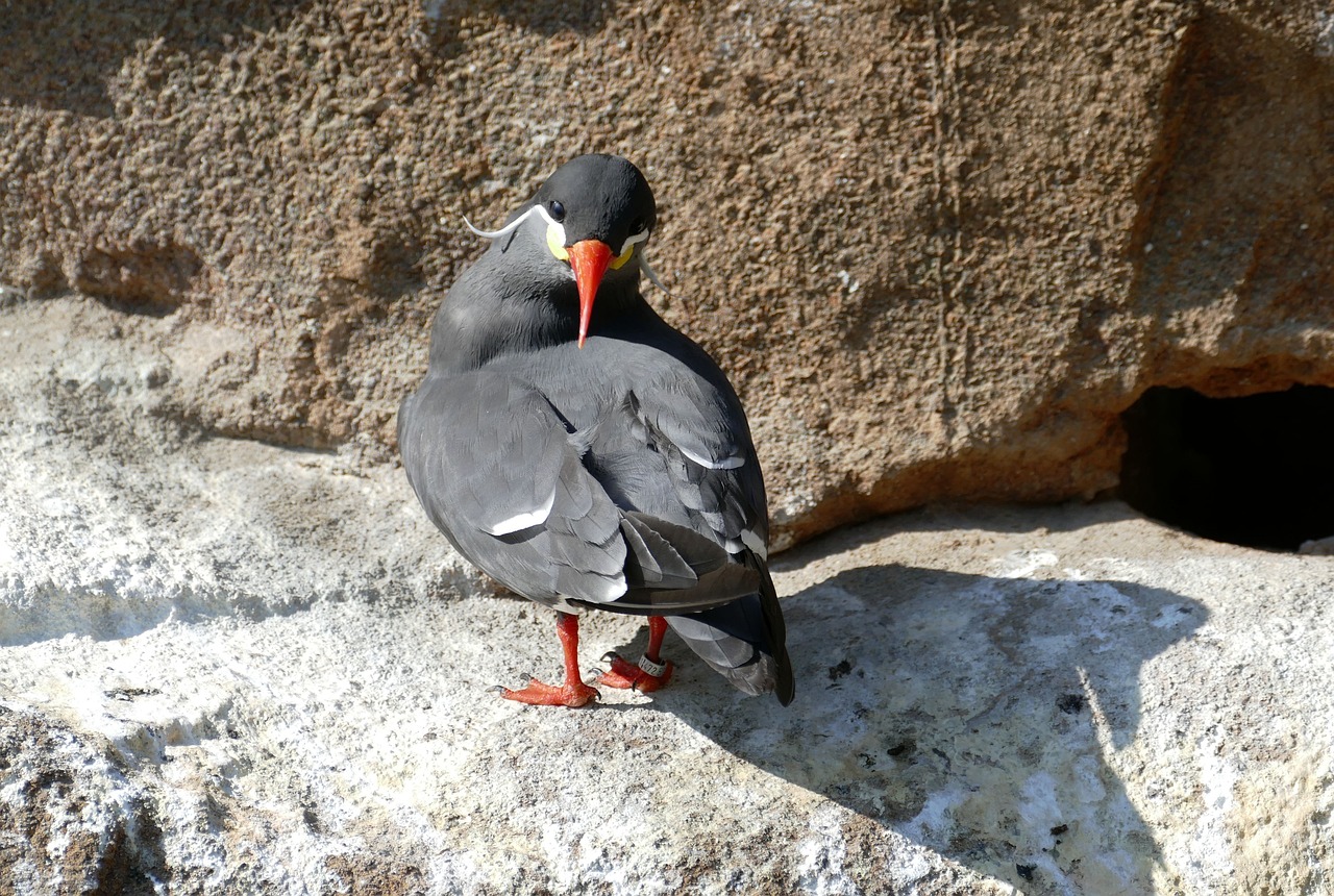 a close up of a bird on a rock, a picture, figuration libre, red eyed, portlet photo, sunbathed skin, stern look
