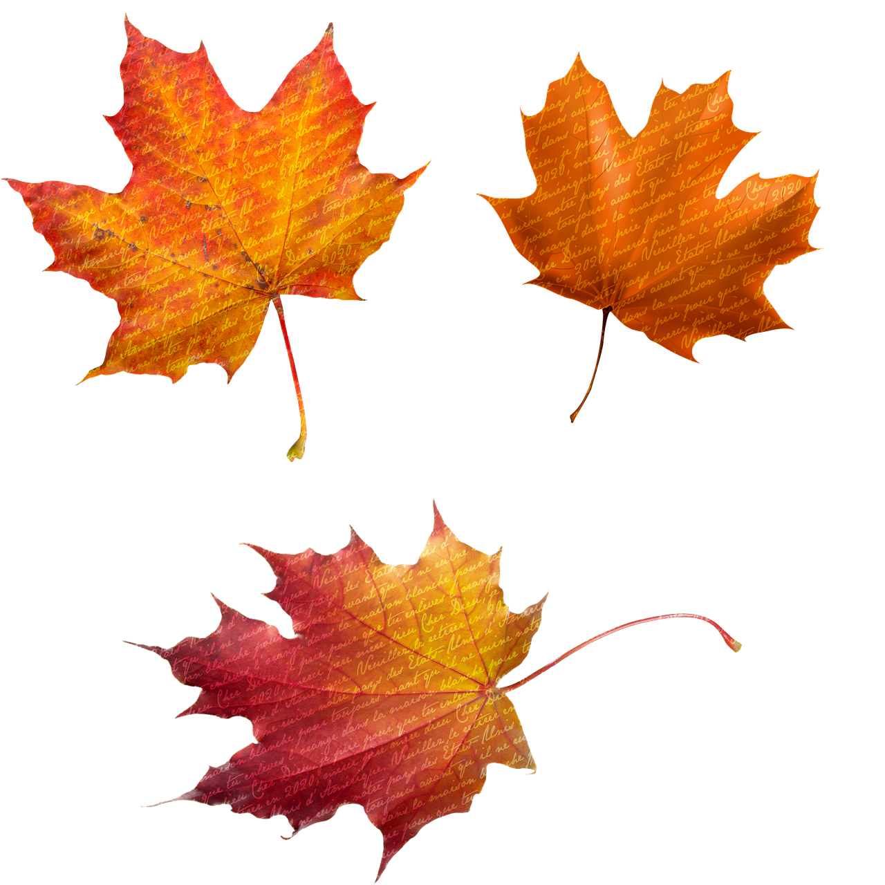 three different colored leaves on a black background, a digital rendering, canadian maple leaves, front back view and side view, faded red and yelow, full subject shown in photo