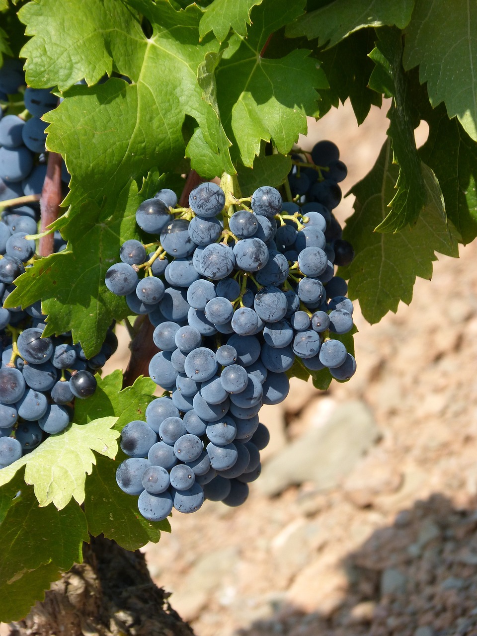 a close up of a bunch of grapes on a vine, flickr, figuration libre, lourmarin, blueish, red wine, grain”