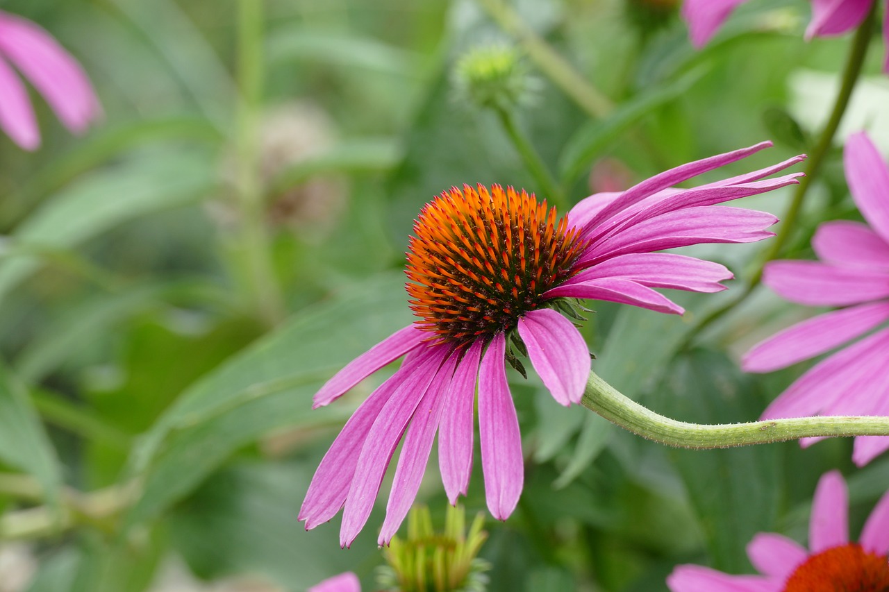 a close up of a pink flower with green leaves, by Lorraine Fox, cone shaped, prairie, some purple and orange, close up to a skinny